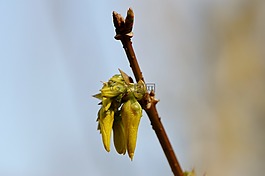 芽,開花,性質(zhì)