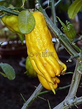 異國情調(diào),樹,水果