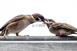 麻雀,喂養(yǎng),自然