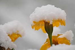 鮮花,雪,夏季