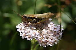 格里,花,性质