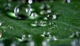 珍珠,雨,羅莎