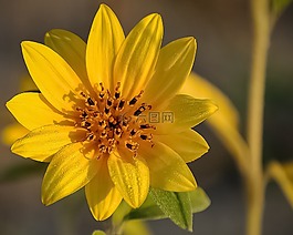 花,黃色,向日葵