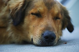 狗,睡眠,棕色