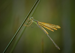 蜻蜓,昆蟲(chóng),甲蟲(chóng)，昆蟲(chóng)