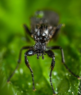 昆蟲,bespozvonochnoe,性質(zhì)