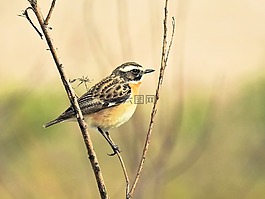 whinchat,鳥,鳴鳥