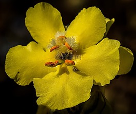 花,黃色,花的