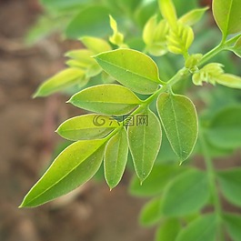 茉莉,葉,植物