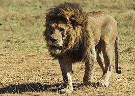 獅子,野生,捕食者