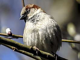麻雀,斯珀林,鳥