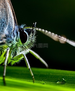 昆蟲,蝴蝶,動(dòng)物