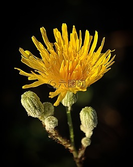 花,黃色,美麗