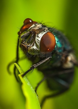 昆蟲,飛,bespozvonochnoe