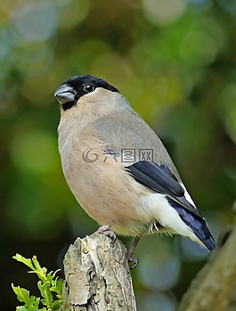 野生動物,鳥,芬奇