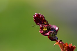 芽,開花,性質(zhì)