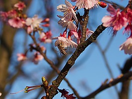 寒櫻,蜜蜂,臺北