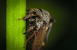 昆蟲,性質(zhì),生活的本質(zhì)