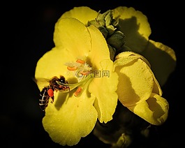 花,黃色,美麗