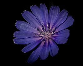 花,藍(lán)色,丁香