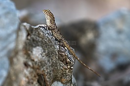 蜥蜴,動物,自然
