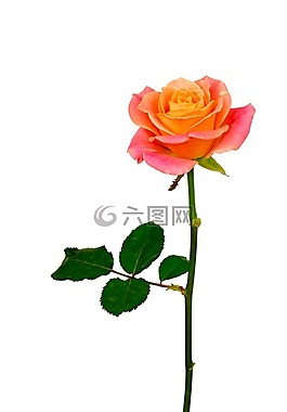 花卉,玫瑰,橙色