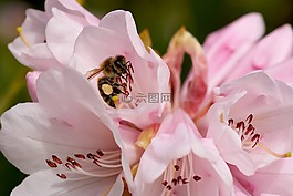 rododendron,蜜蜂,粉红色