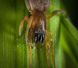 bespozvonochnoe,生活的本質(zhì),動物