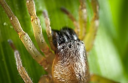 性質(zhì),生活的本質(zhì),動(dòng)物