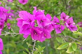 九重葛,觀賞藤,馬來西亞