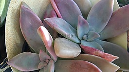 花,自然,植物區(qū)系