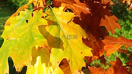秋,樹,葉子