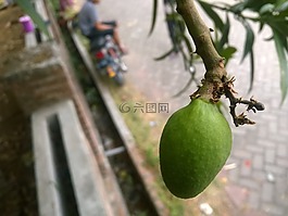 芒果,水果,綠色