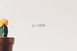 花,鍋,仙人掌