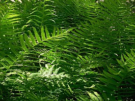 蕨类植物,植物,自然