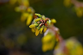 芽,開(kāi)花,性質(zhì)