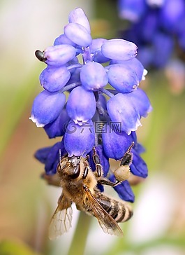 開花,紫,蜜蜂