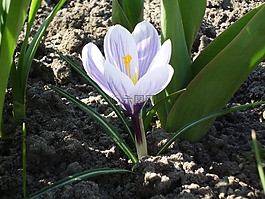 藏紅花,春天,白