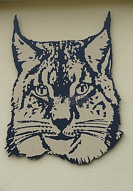 猞猁,動(dòng)物,頭