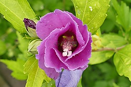 芙蓉,開花,年輕
