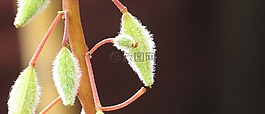 性質(zhì),植物區(qū)系,植物