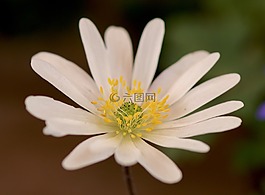 海葵,開花,木頭?？?/>
                            </a>
                            <div   id=