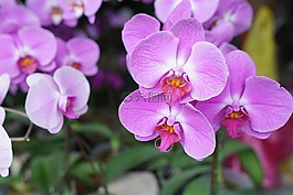 蘭花,熱帶,花的