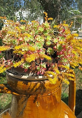 花瓶,夏季,陶瓷