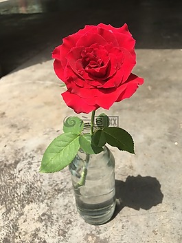 玫瑰,很好,紅色