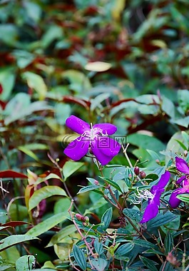 花,春天,夏季
