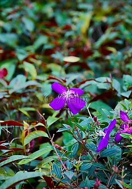 花,春天,夏季