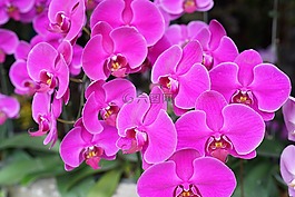 蘭花,熱帶,花的