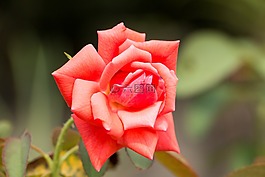 紅玫瑰,玫瑰,花