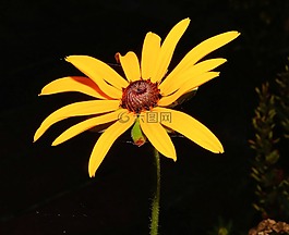 太陽帽子,花,開花